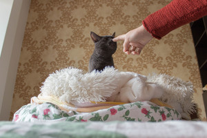 Image-preview_300x200