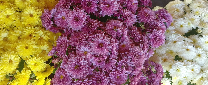 Image-normal