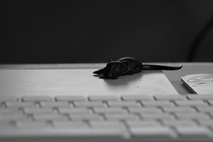 Image-preview_300x200