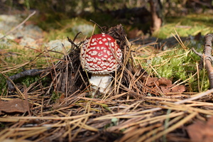 Image-preview_300x200