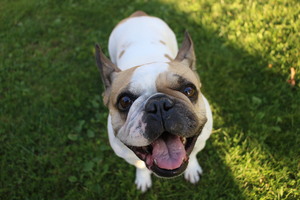 Image-preview_300x200