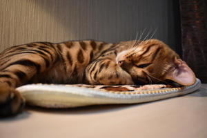 Image-preview_300x200