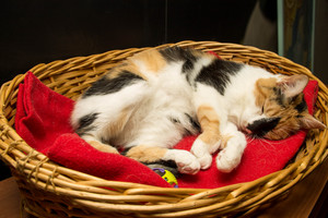 Image-preview_300x200