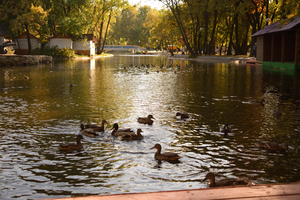 Image-preview_300x200