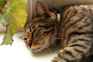 Image-preview_300x200