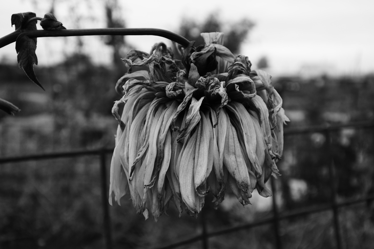 Image-normal