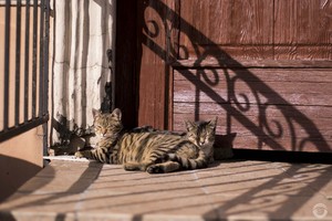 Image-preview_300x200