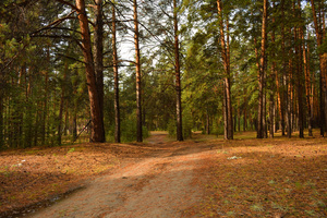 Image-preview_300x200