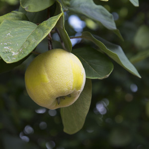 Image-preview_300x200