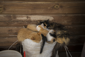 Image-preview_300x200