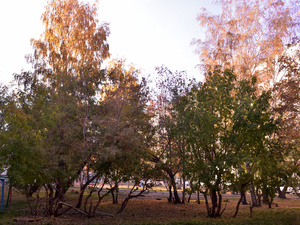 Image-preview_300x200