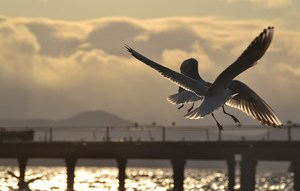 Image-preview_300x200