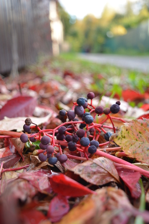 Image-preview_300x200