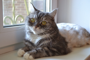 Image-preview_300x200