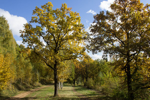 Image-preview_300x200