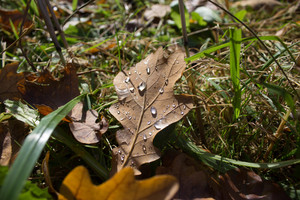 Image-preview_300x200