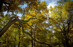 Image-preview_300x200