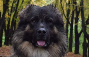 Image-preview_300x200