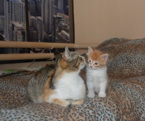 Image-preview_300x200