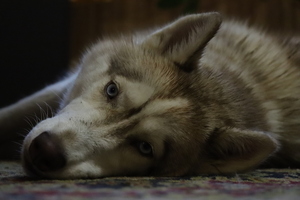 Image-preview_300x200