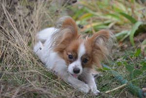 Image-preview_300x200