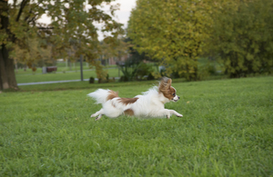 Image-preview_300x200