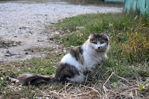 Image-preview_300x200