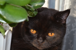 Image-preview_300x200