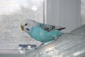 Image-preview_300x200