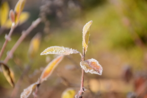 Image-preview_300x200