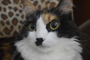 Image-preview_300x200