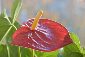 Image-preview_300x200