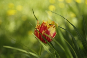 Image-preview_300x200