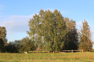 Image-preview_300x200