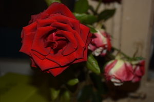 Image-preview_300x200