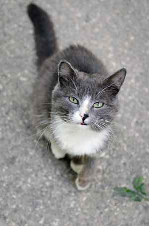 Image-preview_300x200