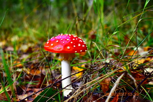 Image-preview_300x200