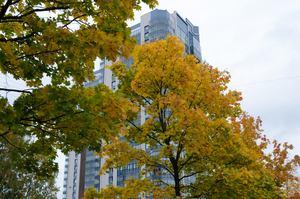 Image-preview_300x200