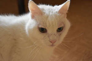 Image-preview_300x200