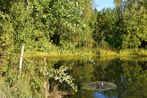 Image-preview_300x200