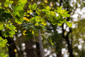 Image-preview_300x200