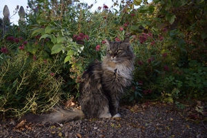 Image-preview_300x200