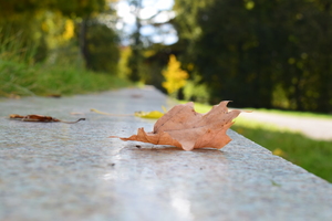 Image-preview_300x200