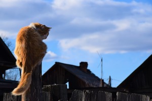 Image-preview_300x200