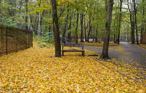 Image-preview_300x200