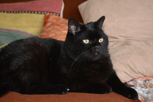 Image-preview_300x200