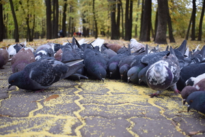 Image-preview_300x200