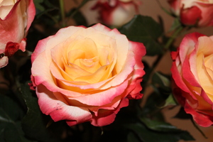 Image-preview_300x200