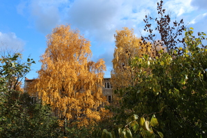 Image-preview_300x200