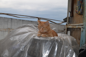 Image-preview_300x200